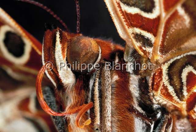 Charaxes jasius.JPG - Charaxes jasius  (Portrait)Pacha a deux queuesTwo tailed PashaLepidopteraNymphalidaeFrance